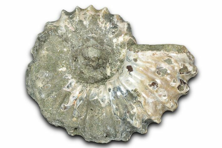 Bargain, Bumpy Ammonite (Douvilleiceras) Fossil - Madagascar #343830